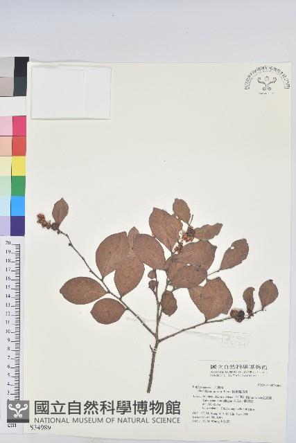 細葉饅頭果藏品圖，第1張