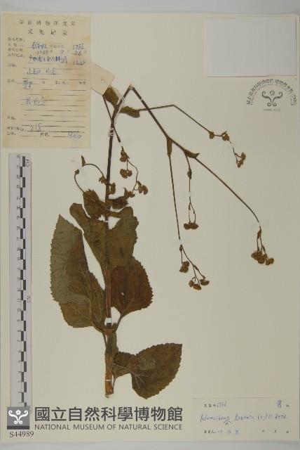 下田菊藏品圖，第1張