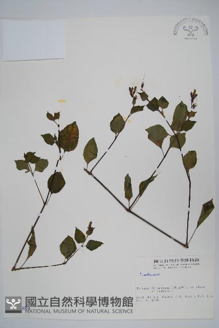 登錄號:S003989藏品圖，第1張