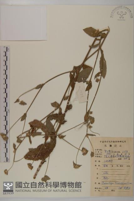 華中薔薇藏品圖，第1張