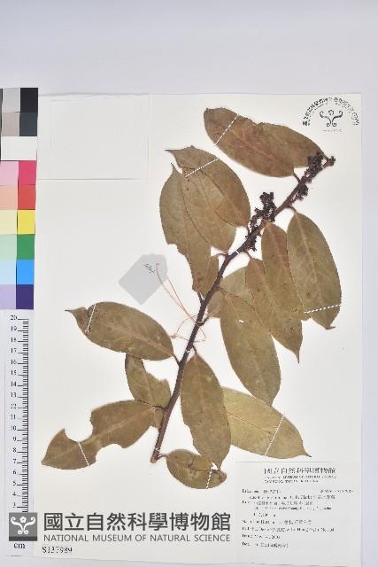 Accession Number:S137989 Collection Image