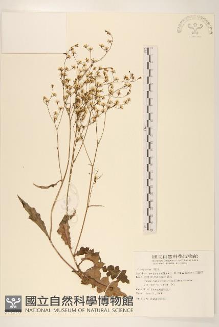 刀傷草藏品圖，第1張