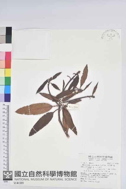 森氏杜鵑、森氏滿江紅藏品圖，第1張