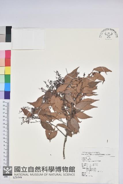 鞍馬山越橘藏品圖，第1張