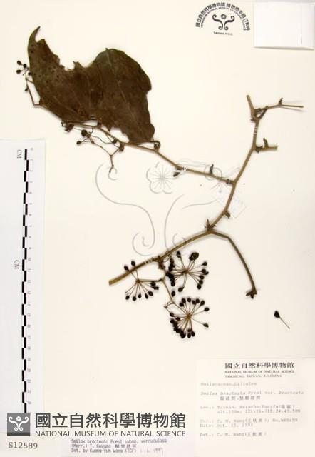 糙莖菝契藏品圖，第1張