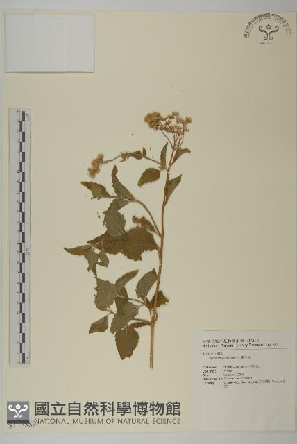 霍香薊藏品圖，第1張