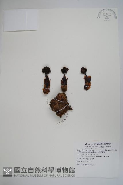 筆頭蛇菰藏品圖，第1張