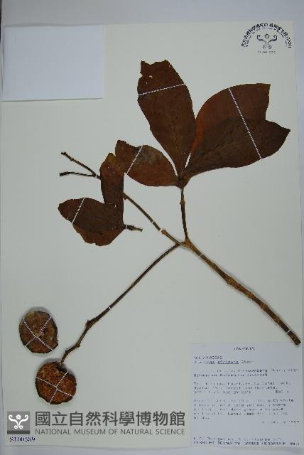 登錄號:S100589藏品圖，第1張