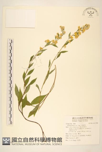 一枝黃花藏品圖，第1張