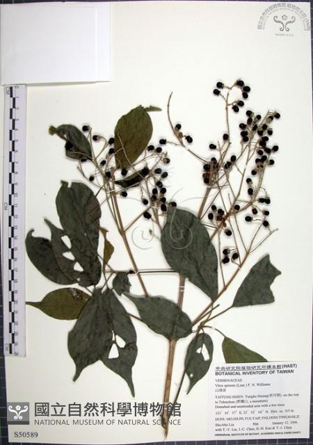 山埔姜藏品圖，第1張