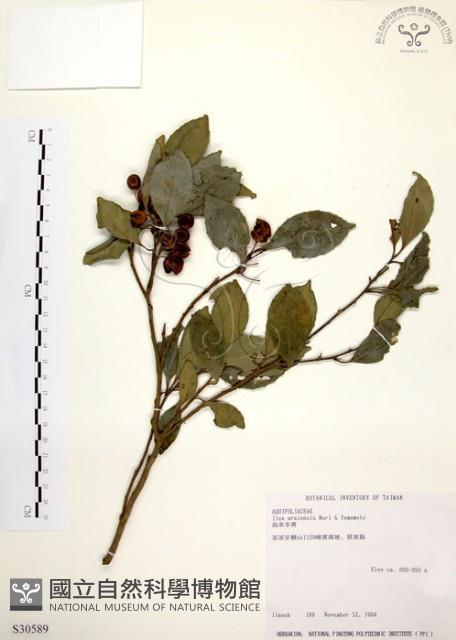 烏來冬青藏品圖，第1張