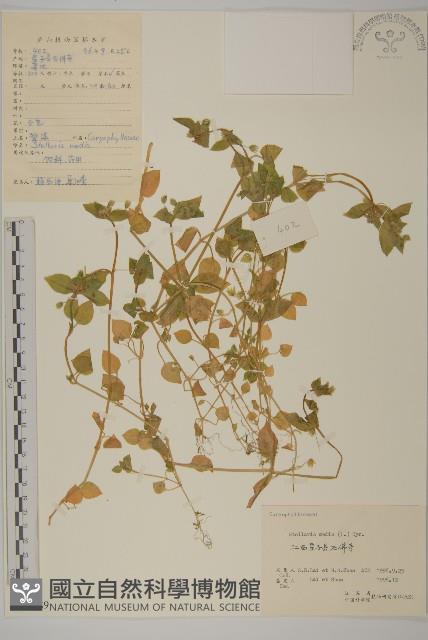 繁縷藏品圖，第1張