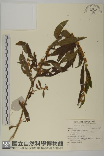 登錄號:S140589藏品圖，第1張