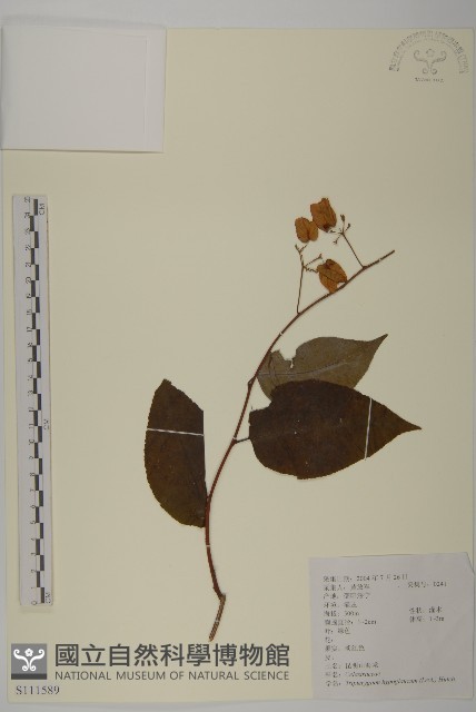 昆明山海棠藏品圖，第1張