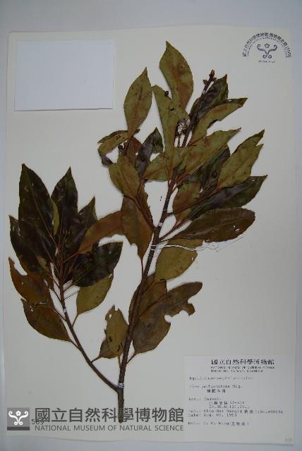 刻脈冬青藏品圖，第1張