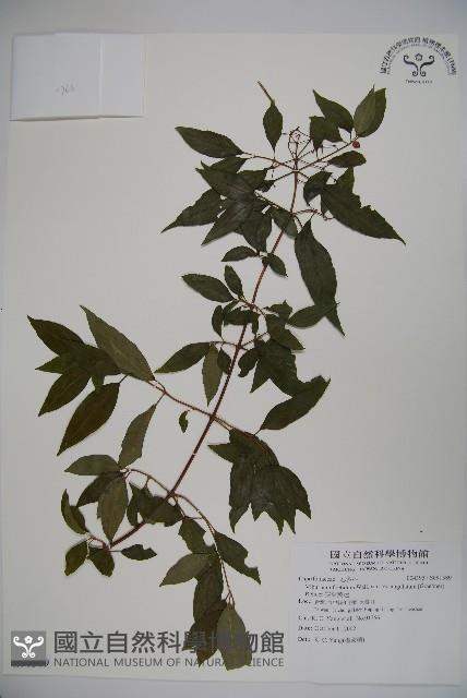 狹葉莢迷藏品圖，第1張