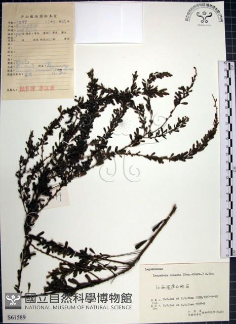 鐵掃帚、千里光藏品圖，第1張