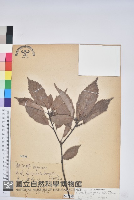 青剛櫟、鐵椆藏品圖，第1張