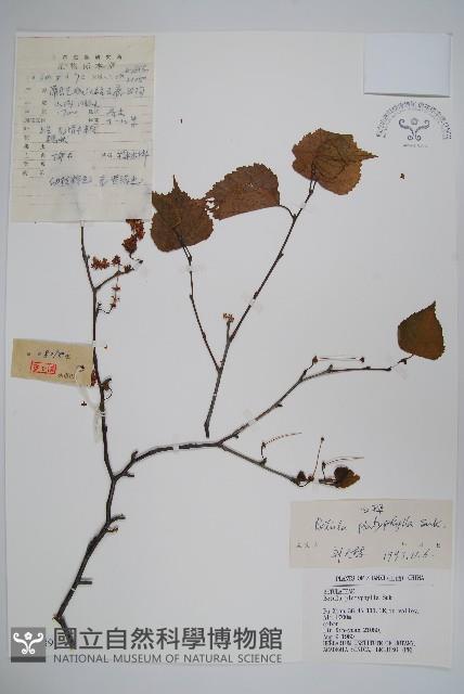 白樺、粉樺、臭樺藏品圖，第1張