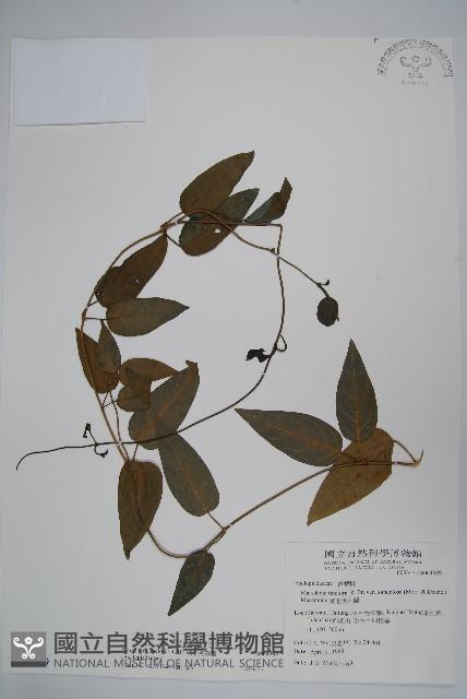 Tomentose condor vine Collection Image, Figure 1, Total 2 Figures