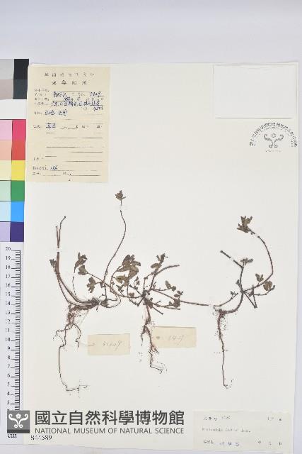 通奶草藏品圖，第1張