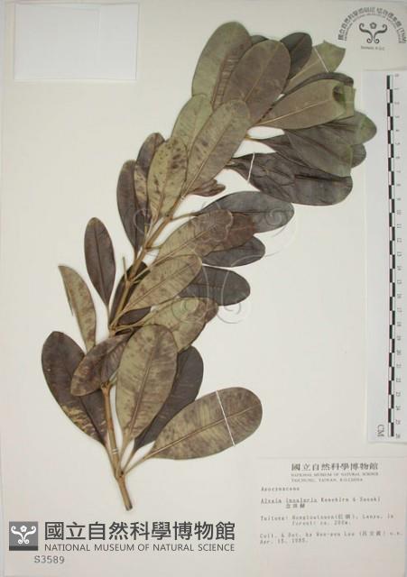 蘭嶼念珠藤藏品圖，第1張