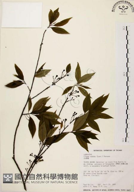 山胡椒藏品圖，第1張