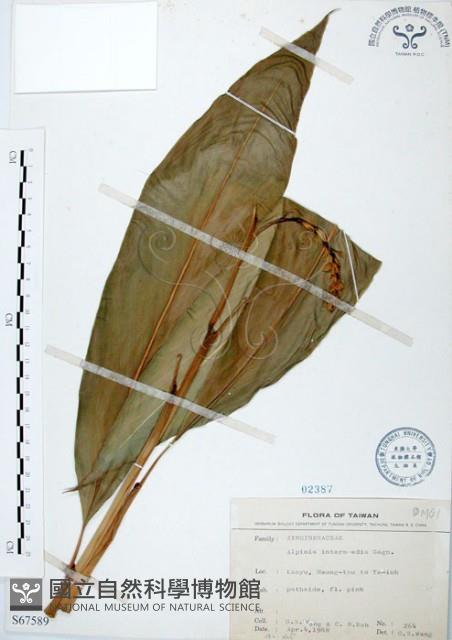 山月桃藏品圖，第1張