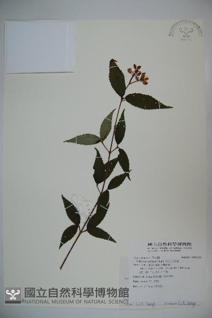 松田氏莢迷、宜昌莢迷藏品圖，第1張