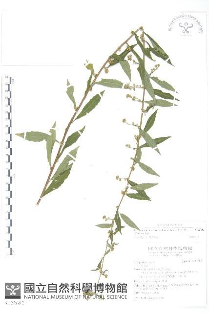 阿拉伯婆婆納、臺北水苦賈藏品圖，第1張