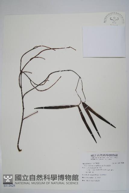 酸藤藏品圖，第1張