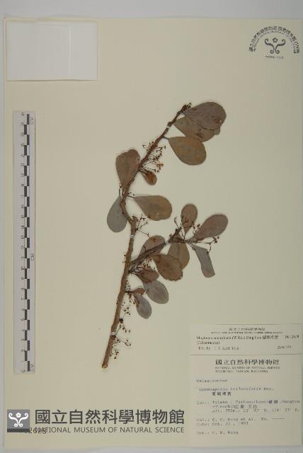 蘭嶼裸實藏品圖，第1張