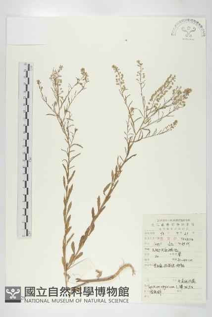 獨行菜藏品圖，第1張