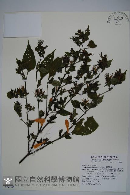 曲莖馬藍藏品圖，第1張