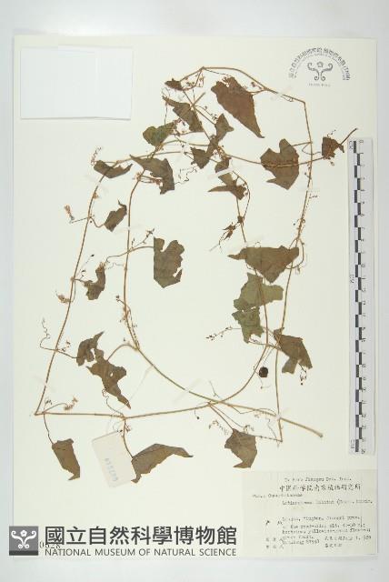 合子草藏品圖，第1張