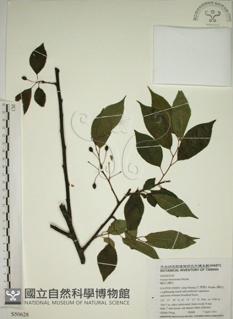 霧社山櫻花藏品圖，第1張