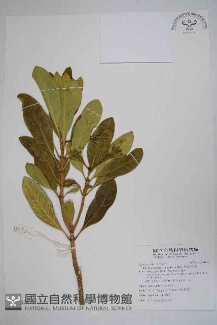 蘭嶼馬蹄花藏品圖，第1張