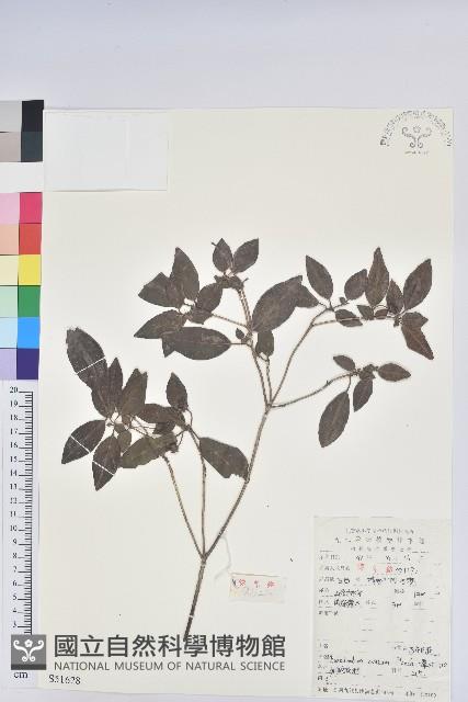 馬銀花藏品圖，第1張