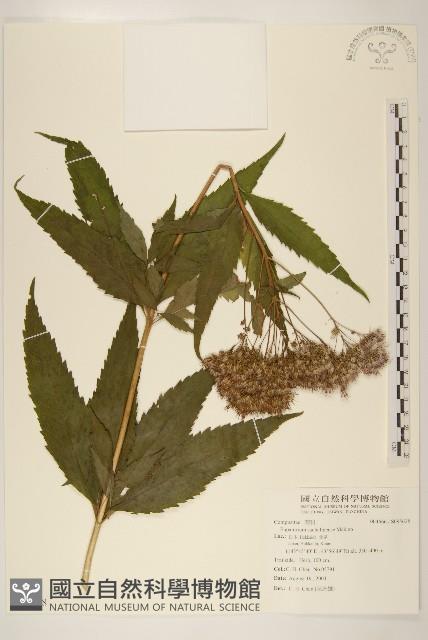 登錄號:S095628藏品圖，第1張