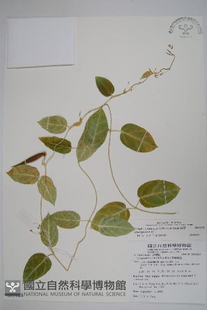 鷗蔓藏品圖，第1張