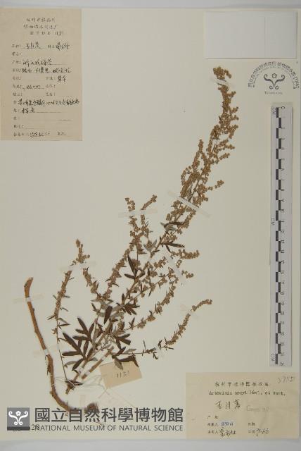 艾蒿藏品圖，第1張