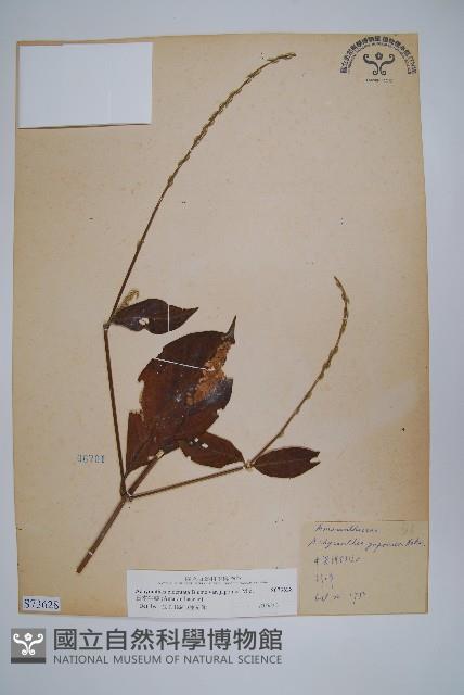 日本牛膝藏品圖，第1張