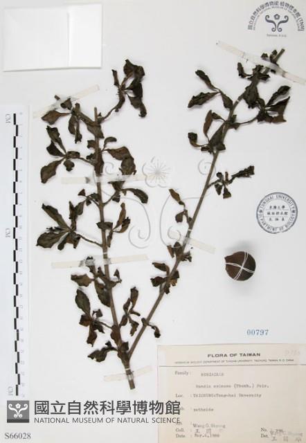 對面花藏品圖，第1張