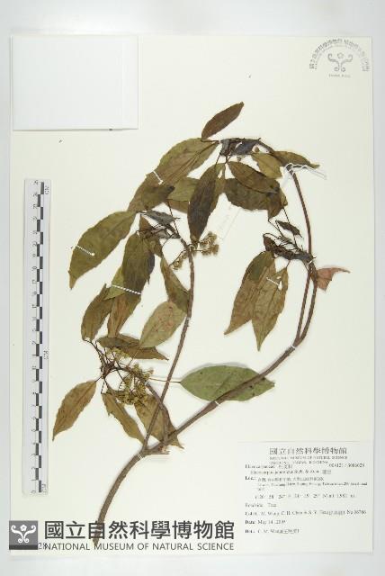 薯豆藏品圖，第1張