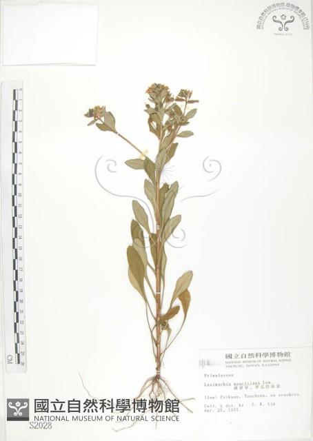 茅毛珍珠菜藏品圖，第1張