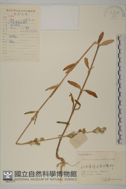 女婁菜藏品圖，第1張