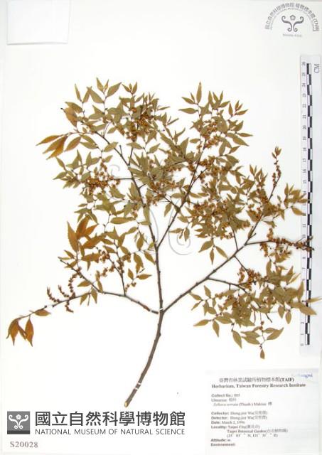 櫸、雞油藏品圖，第1張