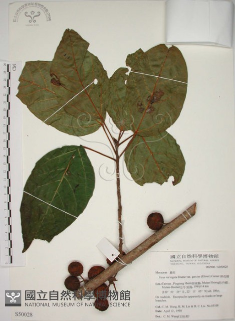 幹花榕藏品圖，第1張