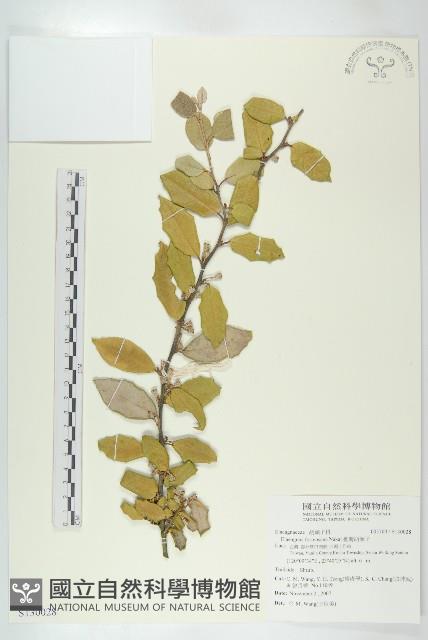 臺灣胡頹子藏品圖，第1張