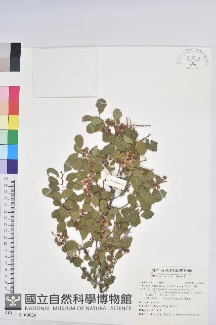 密花白飯樹藏品圖，第1張